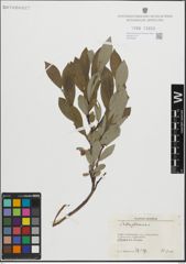 Foto von Salix glauca L.